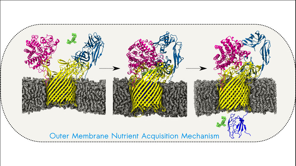 Grafik_zeigt_wie_dieser_Prozess_durch_substratbindendes_Protein_und_Lipoproteine_unterstuetzt_wird_Karunakar_R_Pothula_Jacobs_University.jpg Grafik zeigt, wie dieser Prozess unterstützt wird