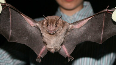 Jamaican fruit bat