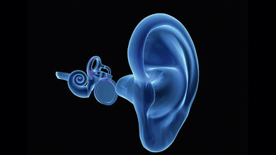 Schematische 3D-Grafik des menschlichen Hörorgans 