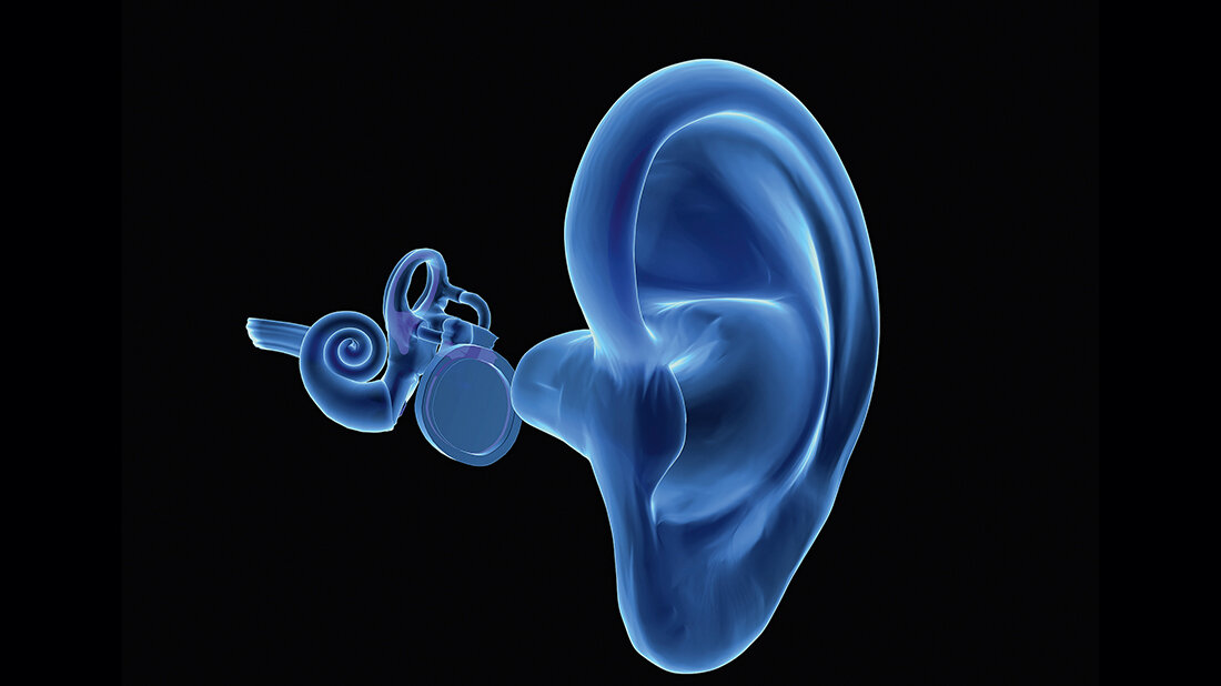 Schematische 3D-Grafik des menschlichen Hörorgans 