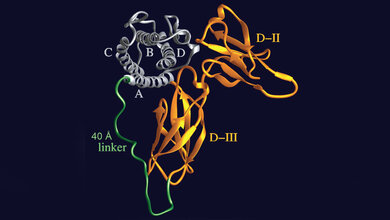 Designer-Molekül “Hyper-IL-6”