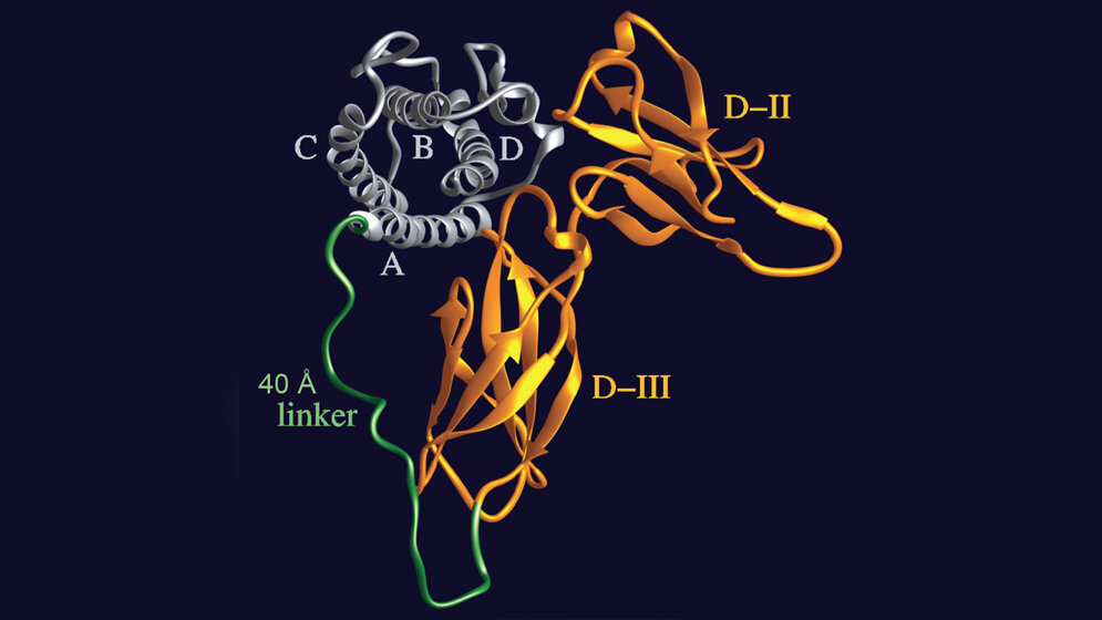 Designer-Molekül “Hyper-IL-6”