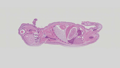 Möglichkeiten der Mikroskopie erweitert Aus der Industrie