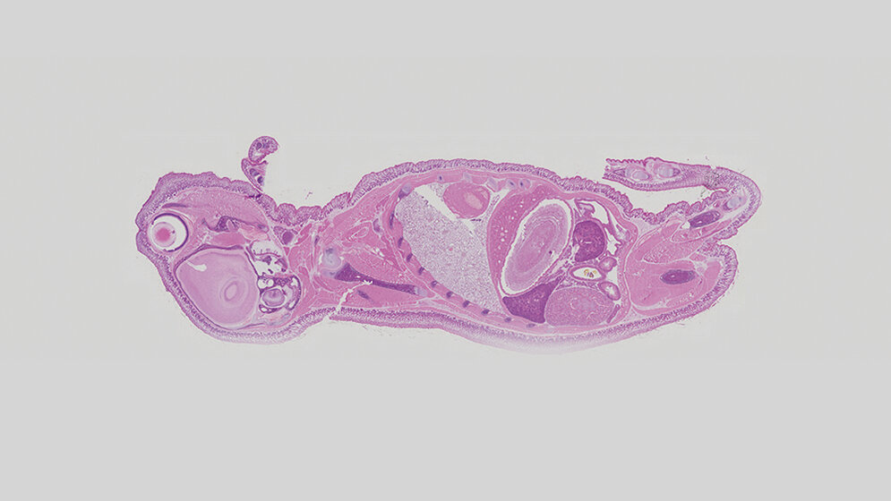 Möglichkeiten der Mikroskopie erweitert Aus der Industrie
