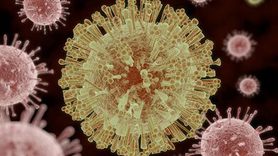 Virologie Zika-Virus-Infektionen