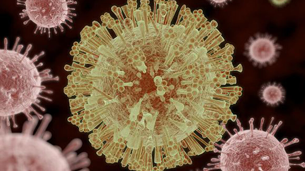 Virologie Zika-Virus-Infektionen