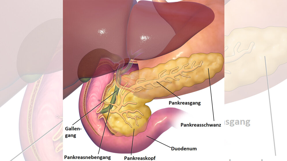 Bauchspeicheldrüse 