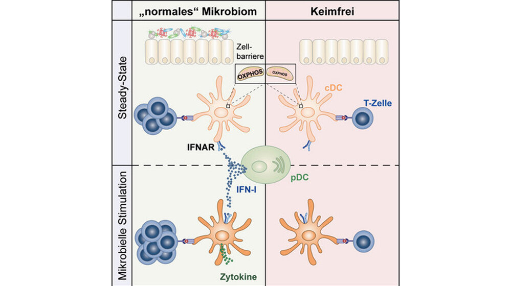 Mikrobiom und Immunsystem