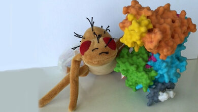 Modell des neu entschlüsselten Proteinkomplexes 