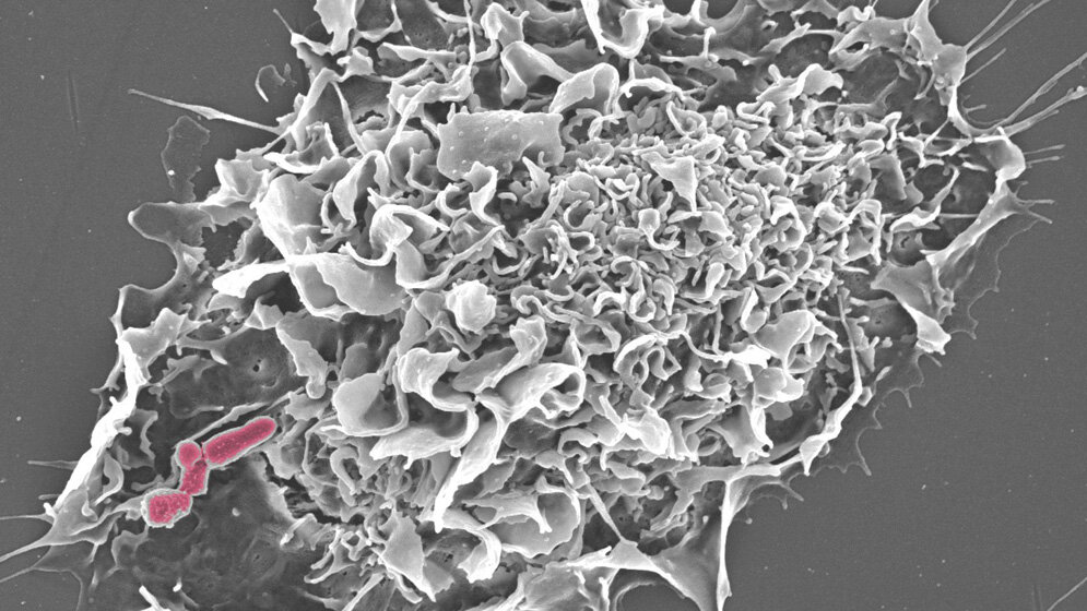 Ein Mausmakrophage hat Rhodokokken gebunden