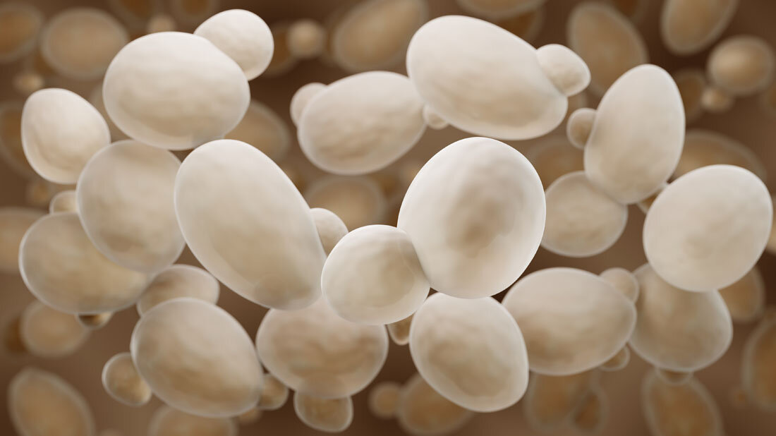 Saccharomyces_cerevisiae.jpg Veränderte Immunreaktion bei Morbus Crohn