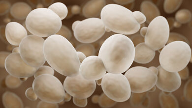Saccharomyces_cerevisiae.jpg Veränderte Immunreaktion bei Morbus Crohn
