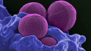 Mikrobiologie