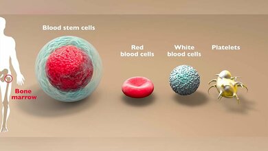 Entzündungen lassen blutbildendes System altern
