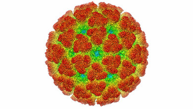 Eine tropische Infektionskrankheit