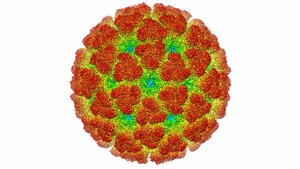 Eine tropische Infektionskrankheit