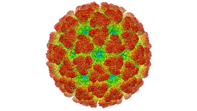 Chikungunya-Fieber Eine tropische Infektionskrankheit