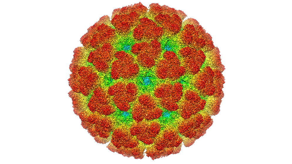 Eine tropische Infektionskrankheit