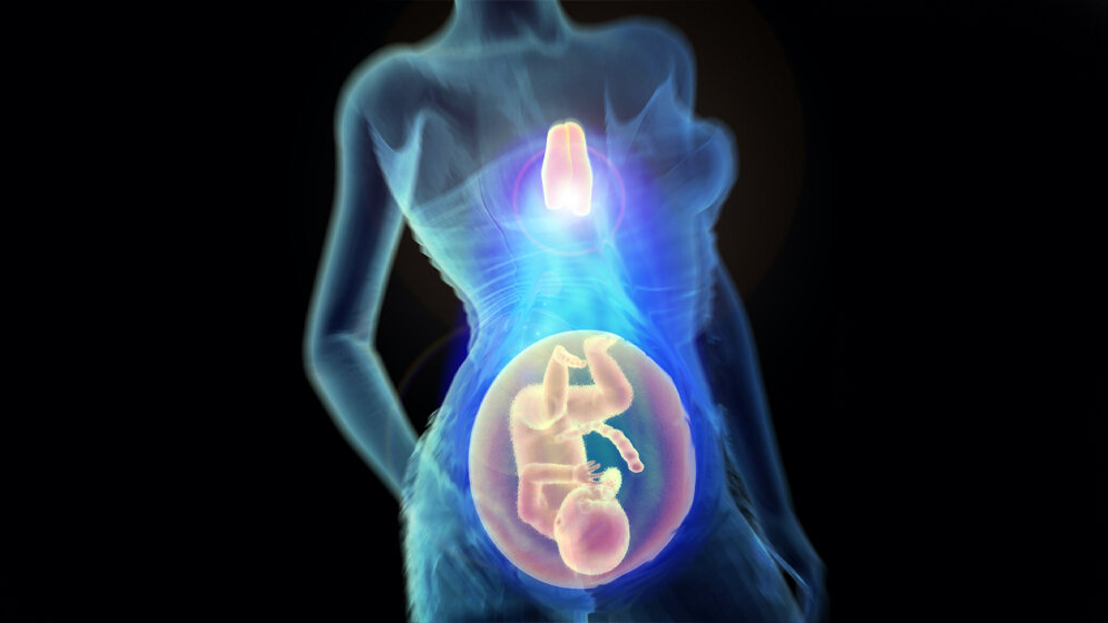 Illustration_der_Funktion_des_Thymus_bei_gesunden_Schwangerschaften_IMBA_Kulcsar.jpg Funktion des Thymus