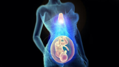 Illustration_der_Funktion_des_Thymus_bei_gesunden_Schwangerschaften_IMBA_Kulcsar.jpg Funktion des Thymus