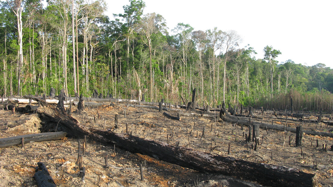 Brandrodung_Von_guentermanaus_Adobe.jpg Brandrodung