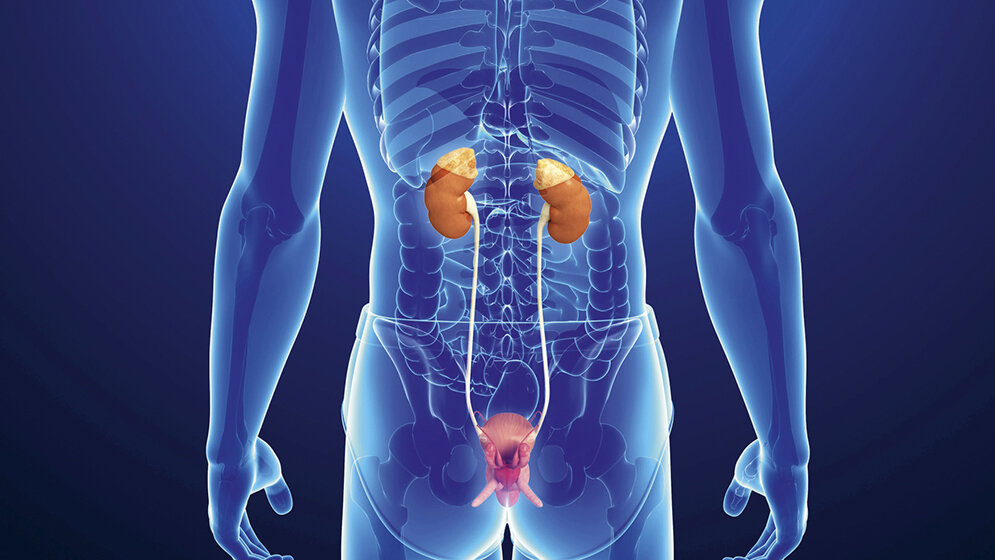 Let’s say it in English The Kidney (1)
