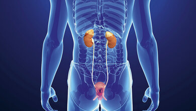 The Kidney (1)