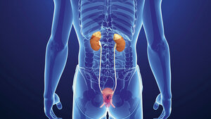 The Kidney (1)