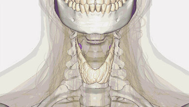 A basic guide to thyroid diagnostics