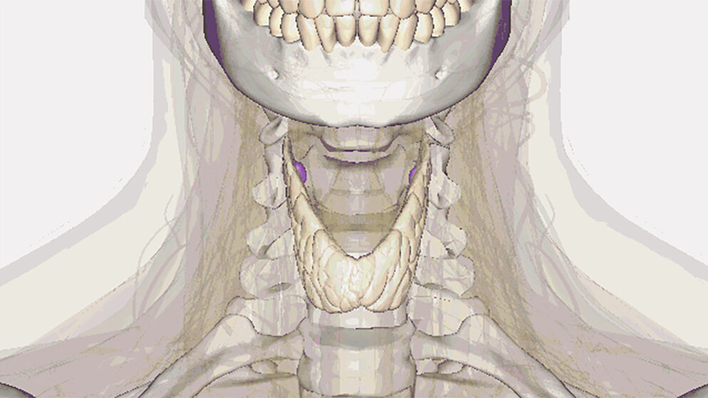 Funktionsdiagnostik A basic guide to thyroid diagnostics