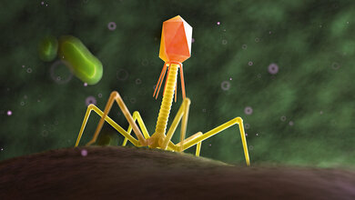 3D-Abbildung eines Phagen