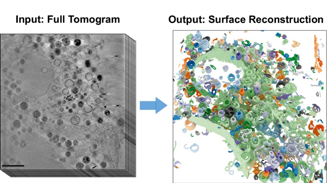 Kryo_SXT.jpg Die Abbildungen zeigen einen Teil einer tiefgefrorenen Säugetier-Zelle.