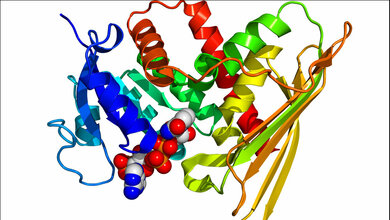 menschliche Biliverdin-Reduktase A