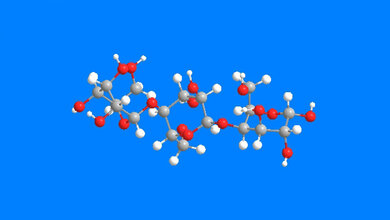 Immunantwort gegen Pneumokokken 