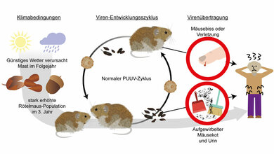 Entwicklungszyklus des Hanta-Virus 