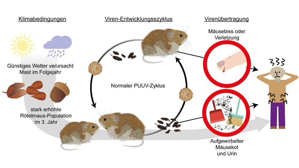 Hantavirus_Uni_Frankfurt.jpg Entwicklungszyklus des Hanta-Virus