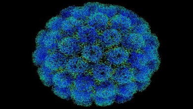 Polyomaviren_Phoebus87_Wikimedia_03032016.jpg Polyomaviren