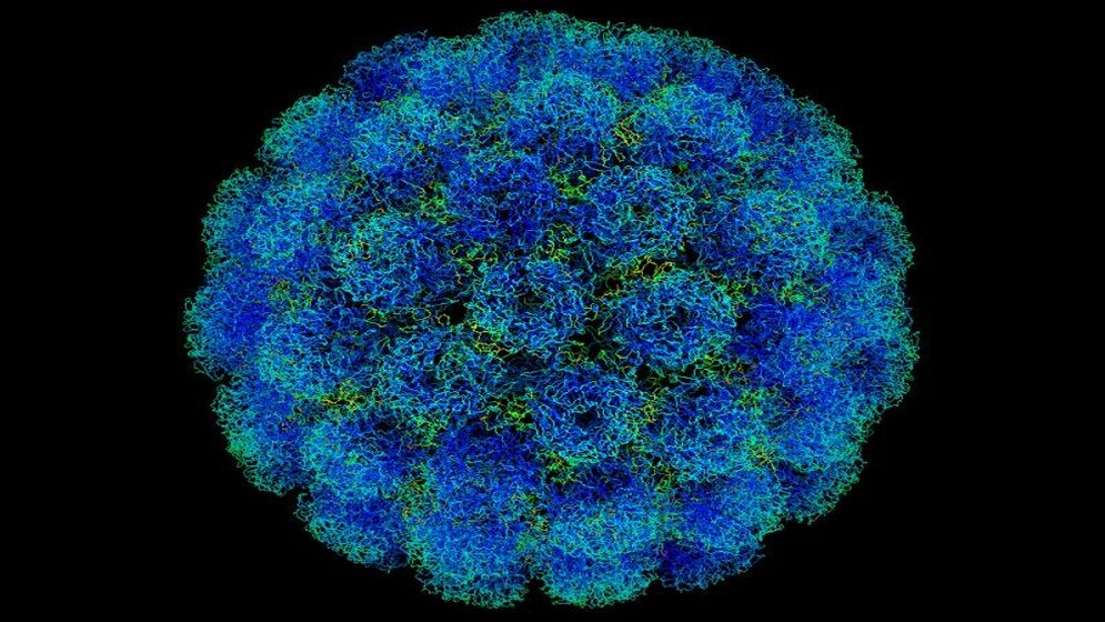 Polyomaviren_Phoebus87_Wikimedia_03032016.jpg Polyomaviren