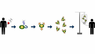 Die_Grafik_stellt_den_Prozess_der_chimaeren_Antigenrezeptor-T-Zelltherapie_CAR_dar_Reyasingh56_CC_BY_SA_4_0.jpg CAR-T-Zell-Therapie