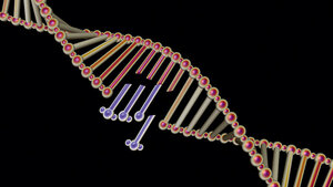 Genome Editing mittels CRISPR/Cas9