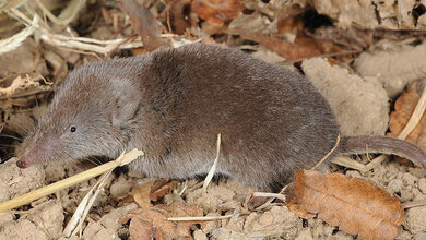 Crocidura lasiura
