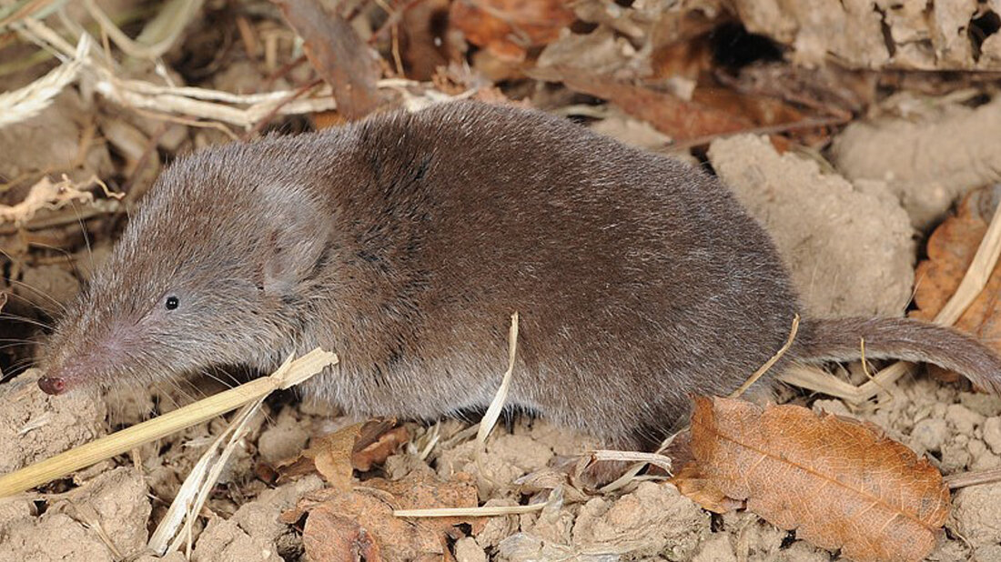 Crocidura lasiura