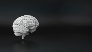 Foteiner 3D-Nachbildung des menschlichen Gehirns