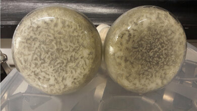 Kultur des endophytischen Pilzes Mucor irregularis.