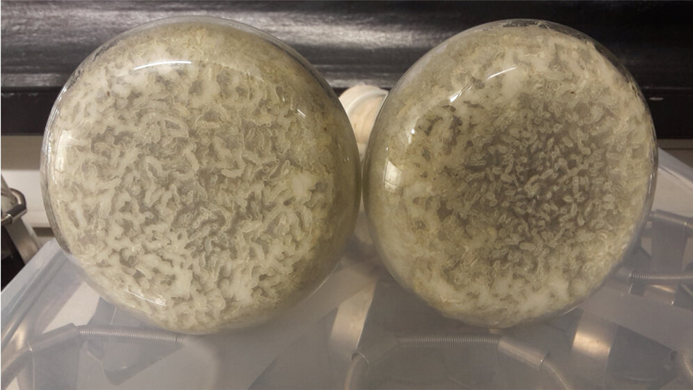 Kultur des endophytischen Pilzes Mucor irregularis.