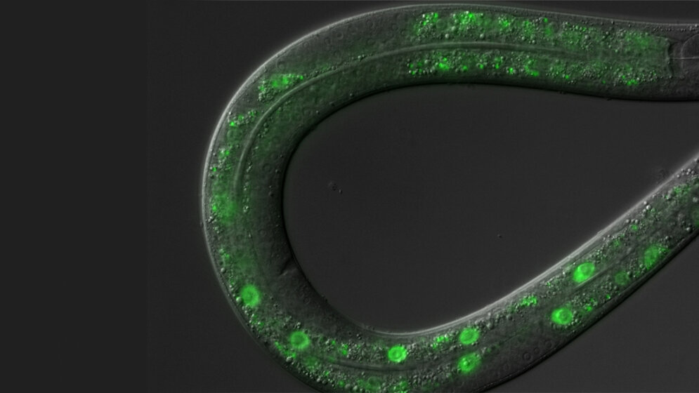 Lichtmikroskopische Aufnahme eines Rundwurms.