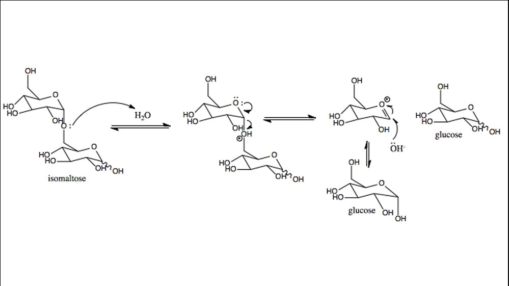 Sucrase-Isomaltase