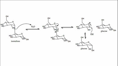 Sucrase-Isomaltase