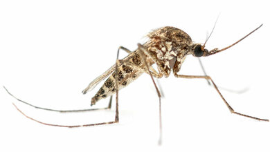 Viruskrankheit Chikungunya: Erster Impfstoff kurz vor der Zulassung