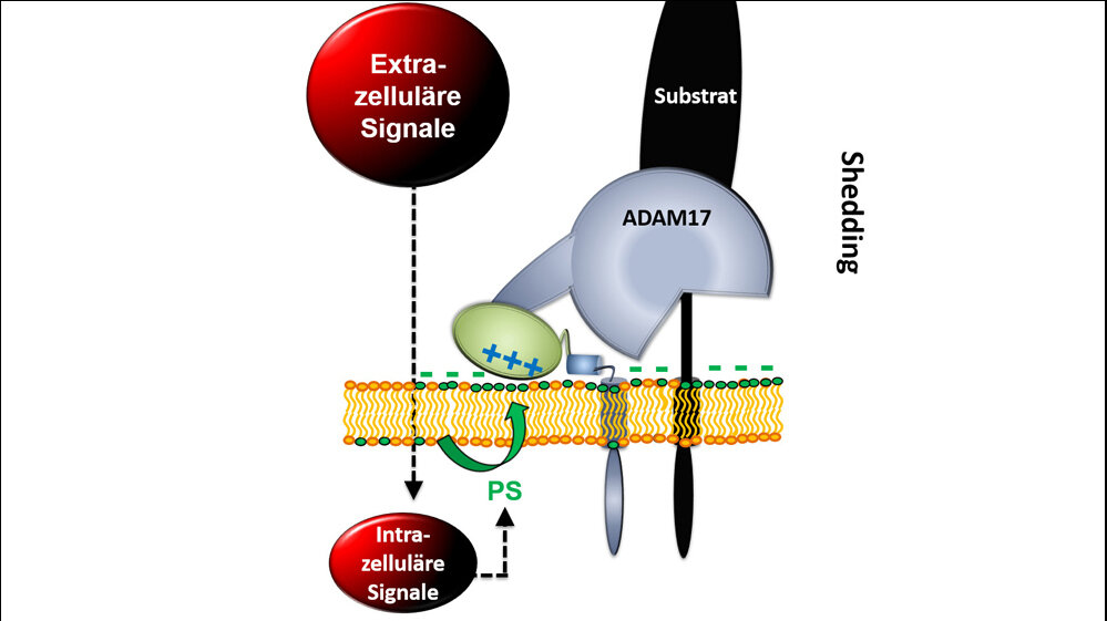 Extrazelluläre Signale 